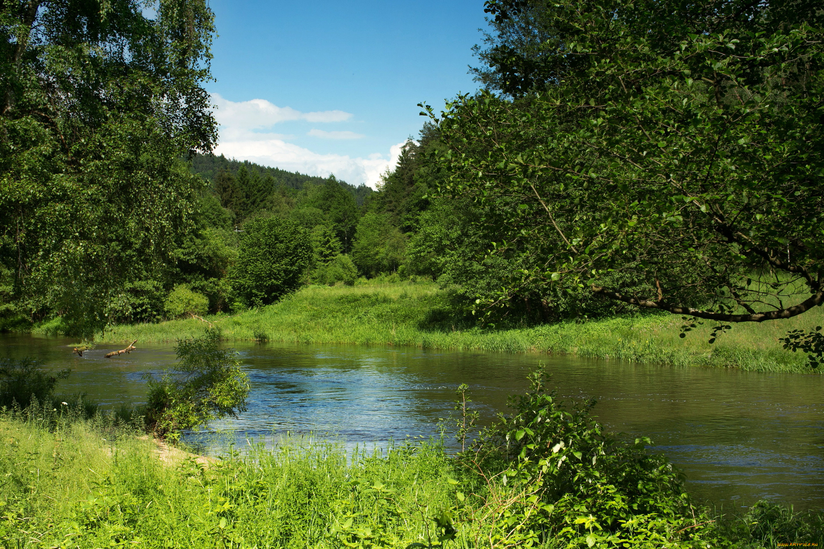 Лето река фото. Река Вожа Рязанская область. Природа река. Лето речка. На речке.